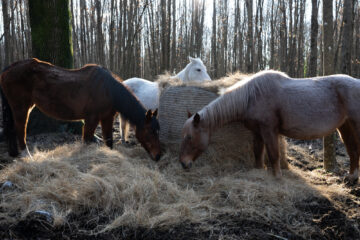 Villaggio Equiazione e Altopiano del Vivaro: laboratorio di fotografia
